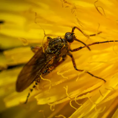 Wood Gnats