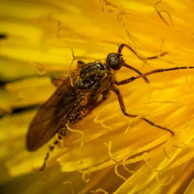 Sylvicole des fenêtres