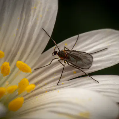 Gall and Forest Midges