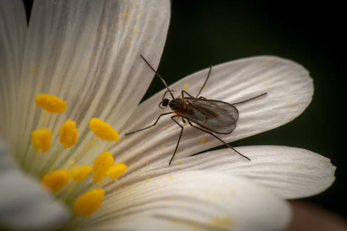 Mosquitas de las agallas