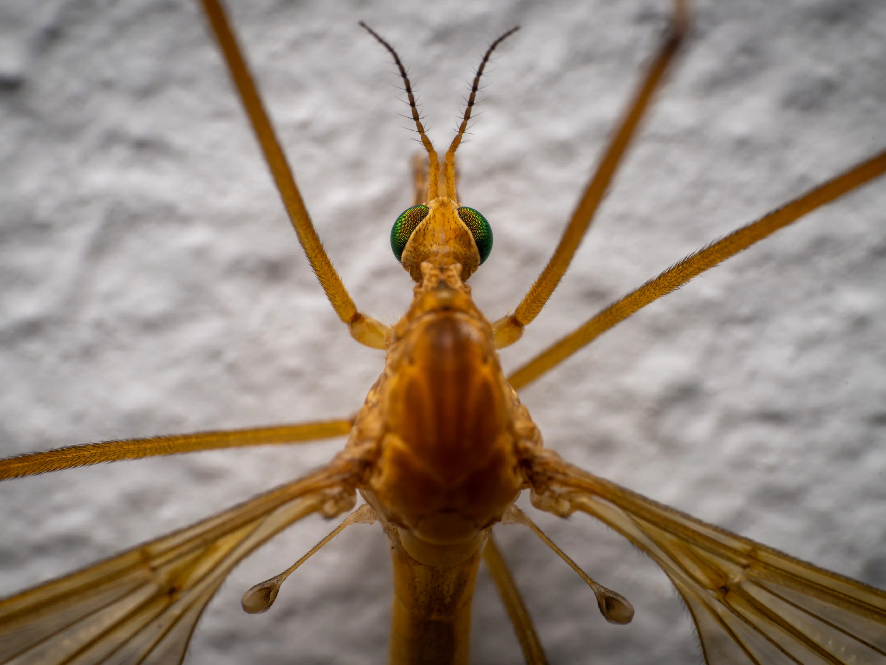 Tipula confusa