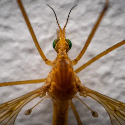 Tipula confusa