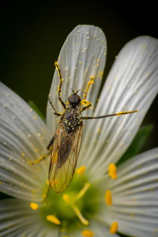 Mouche de la Saint-Jean