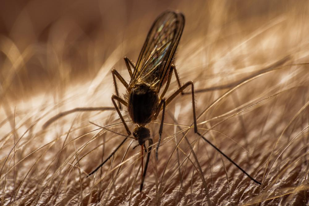 July 24, 2024 – Issue No. 341
– Issue No. 341: “Mosquitoes“ Mosquitoes