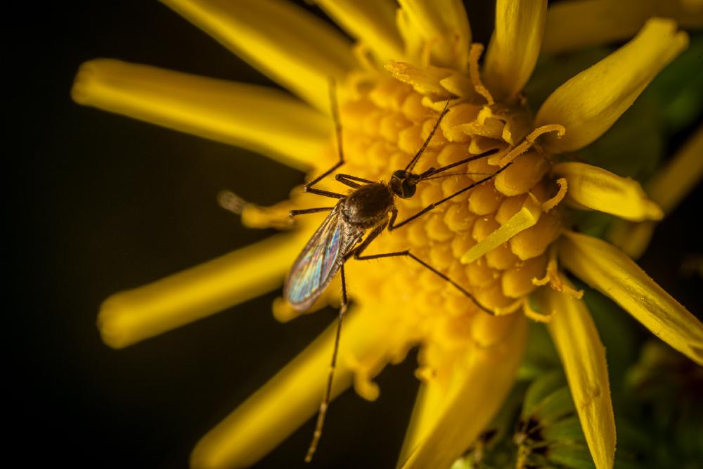 May 30, 2024 – Issue No. 286
– Issue No. 286: “Mosquitoes“ Mosquitoes