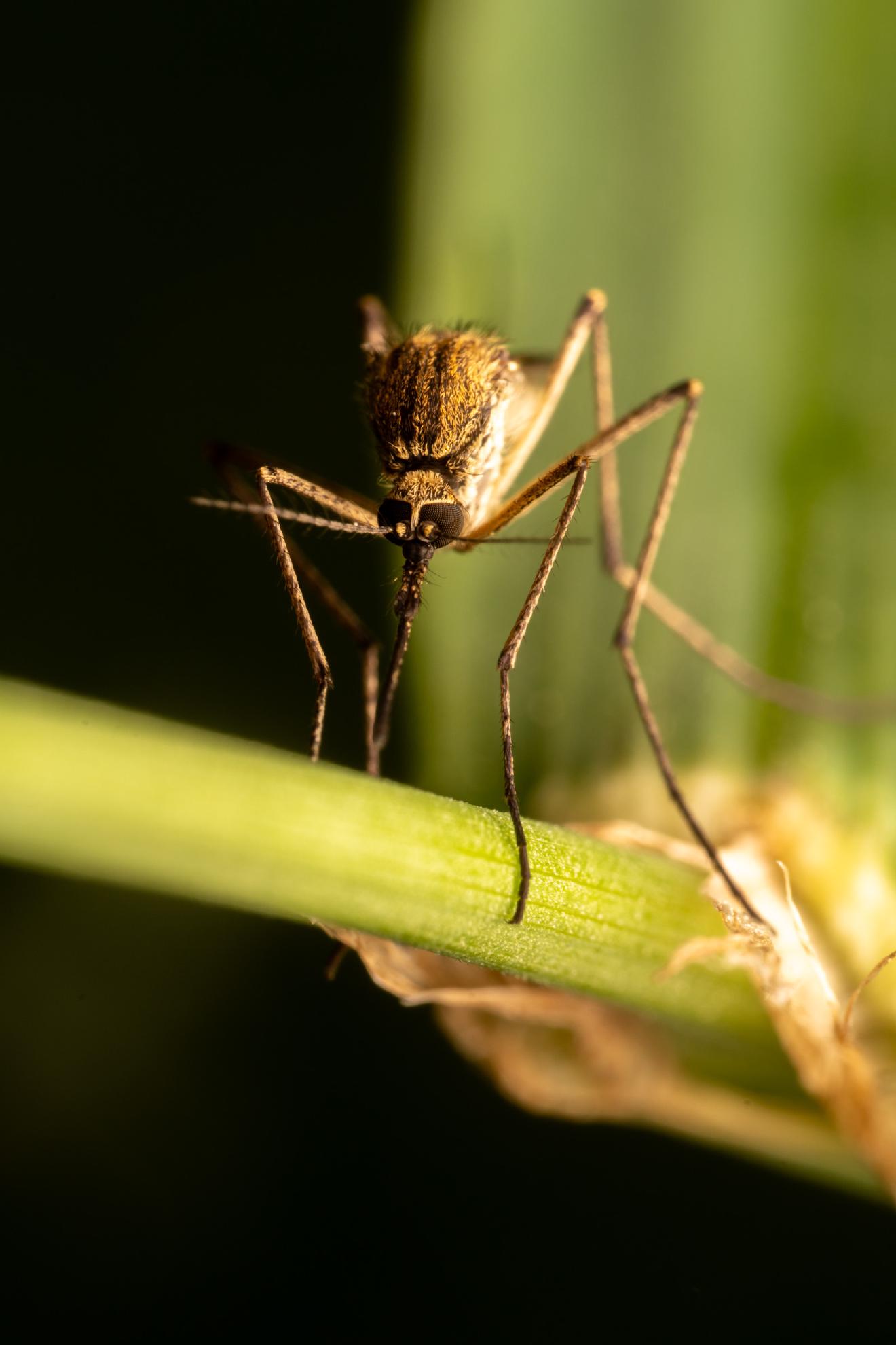 Stechmücken – No. 3
