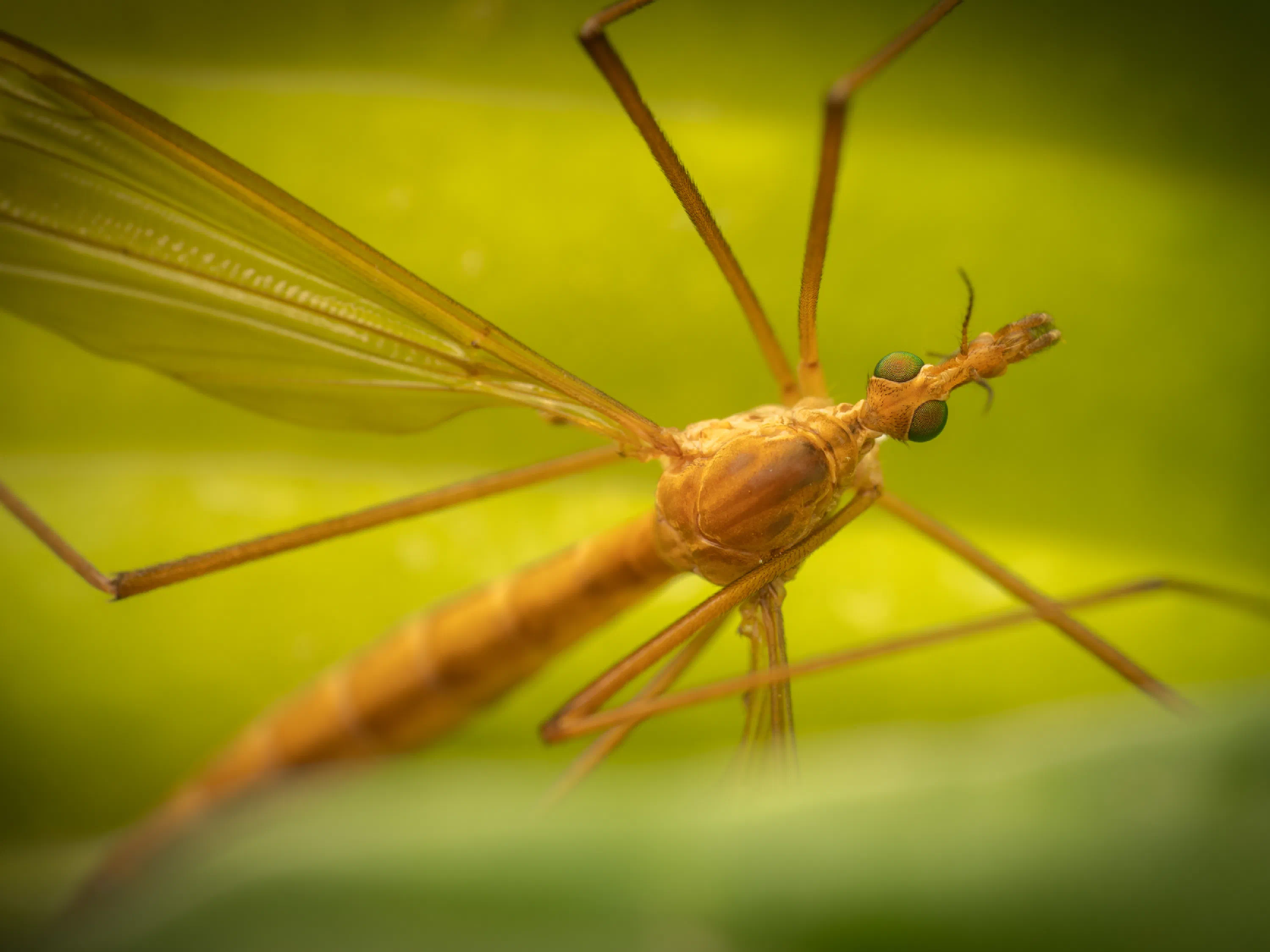 Tipula lunata