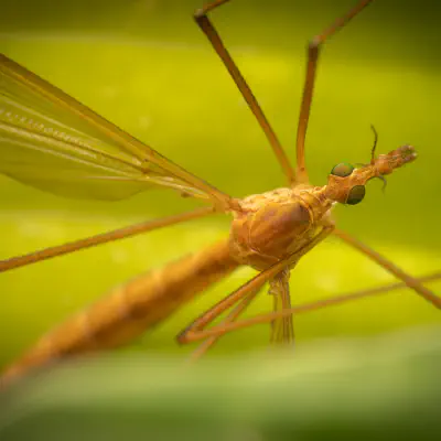 Tipula lunata