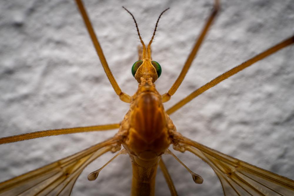 April 19, 2024 – Issue No. 245
– Issue No. 245: “Tipula confusa“ Tipula confusa