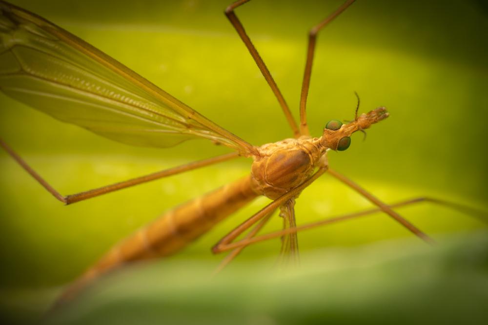 May 16, 2025 – Issue No. 637
– Issue No. 637: “Tipula lunata“ Tipula lunata