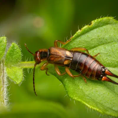 Earwigs