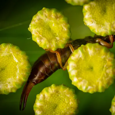 Gebüschohrwurm