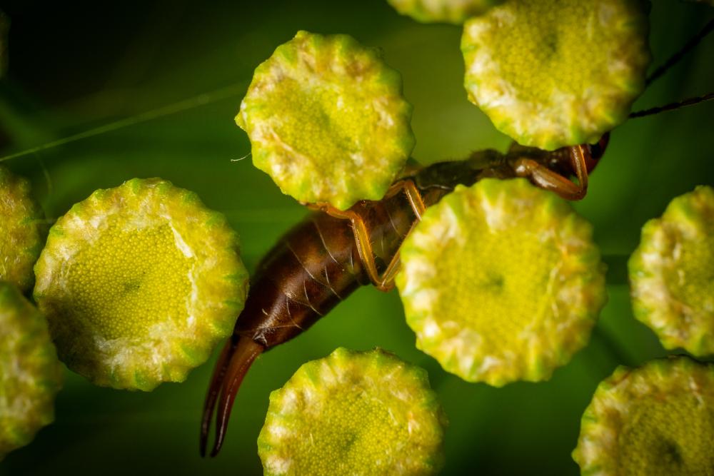 May 8, 2024 – Issue No. 264
– Issue No. 264: “Hop-garden Earwig“ Hop-garden Earwig