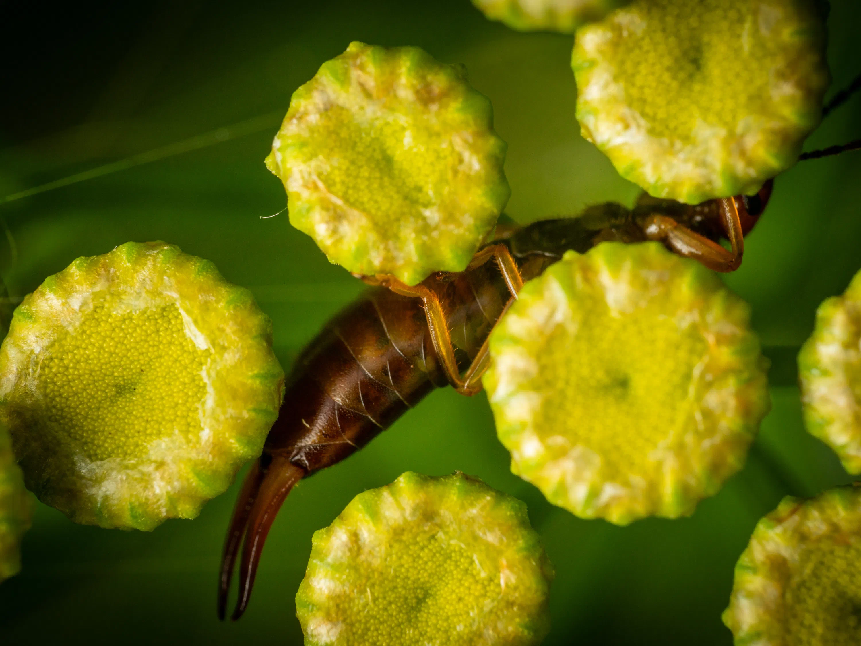 Hop-garden Earwig