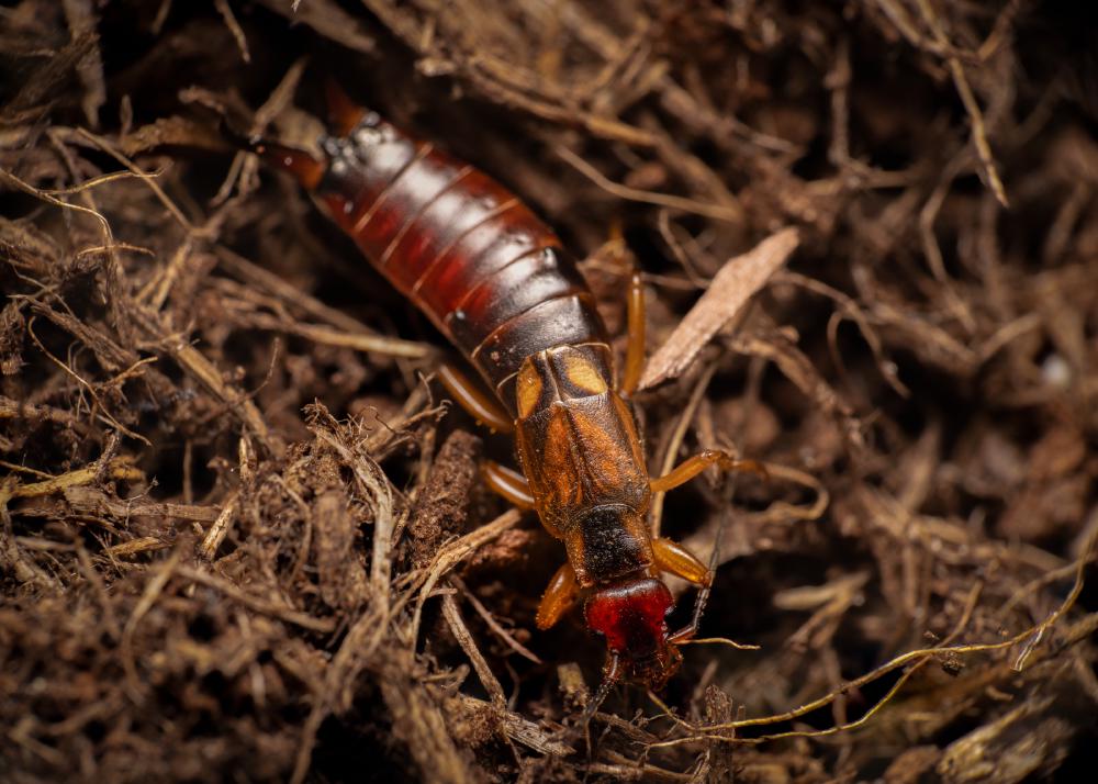 July 11, 2024 – Issue No. 328
– Issue No. 328: “European Earwig“ European Earwig