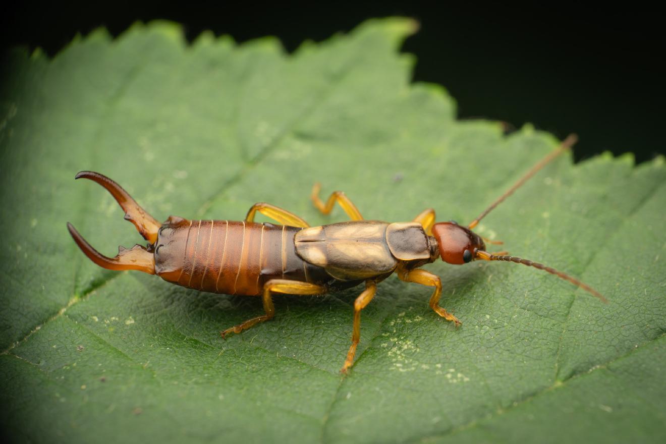 European Earwig – No. 1