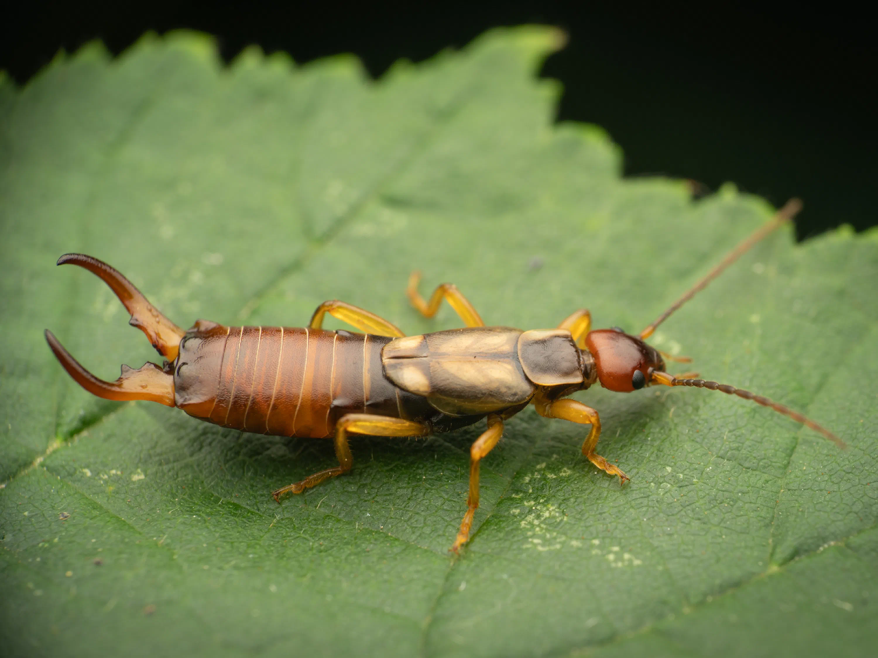 European Earwig