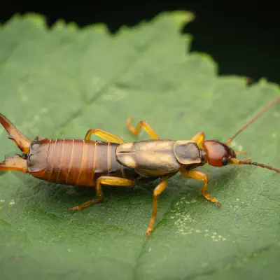 European Earwig