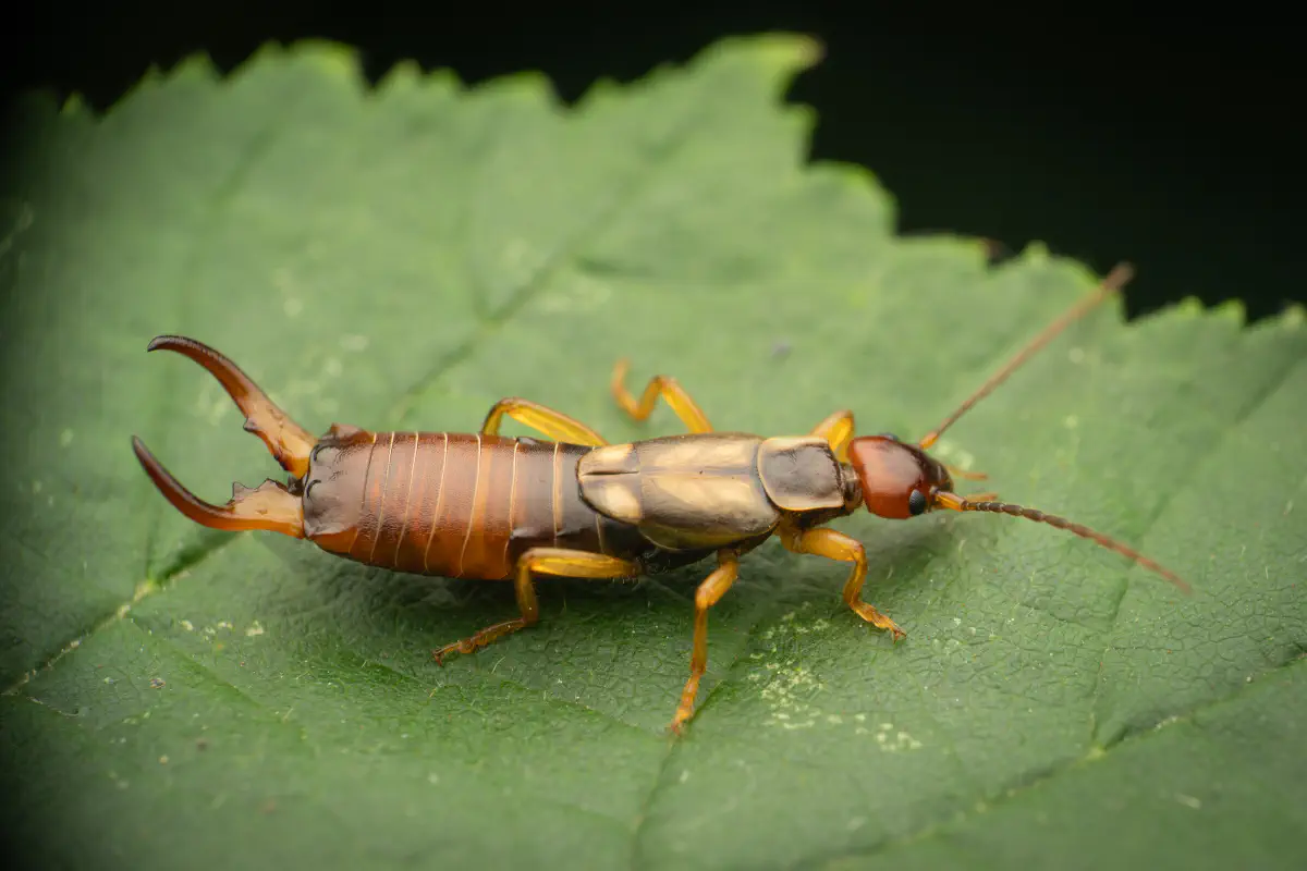 European Earwig – No. 1