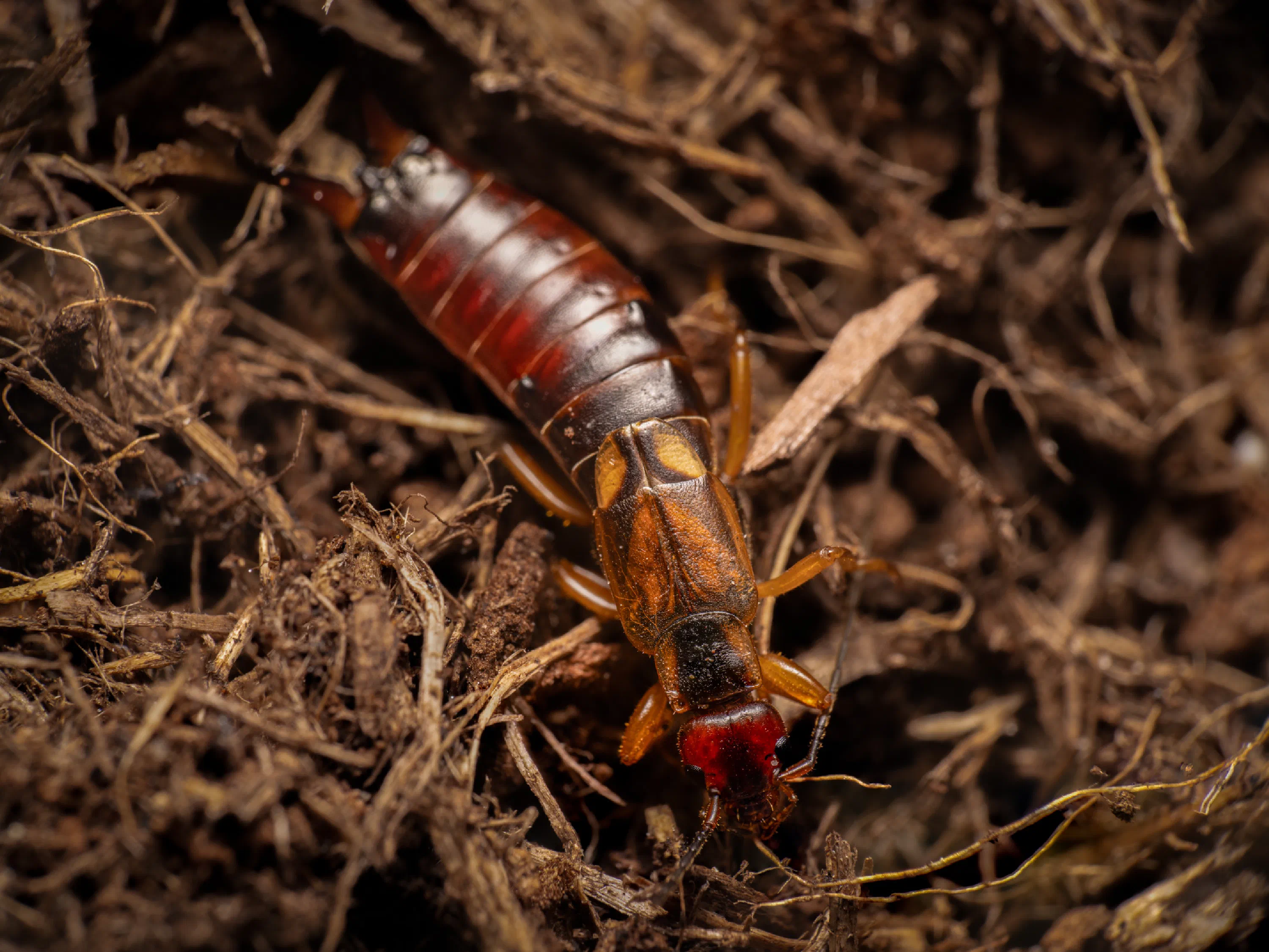 European Earwig