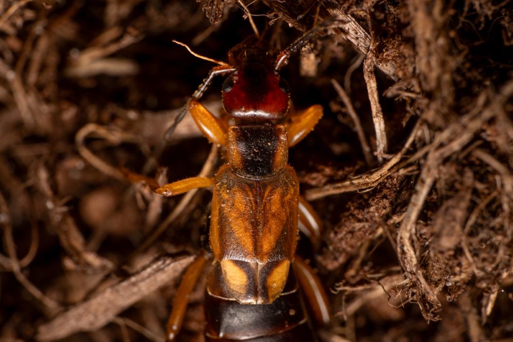 July 4, 2024 – Issue No. 321
– Issue No. 321: “European Earwig“ European Earwig