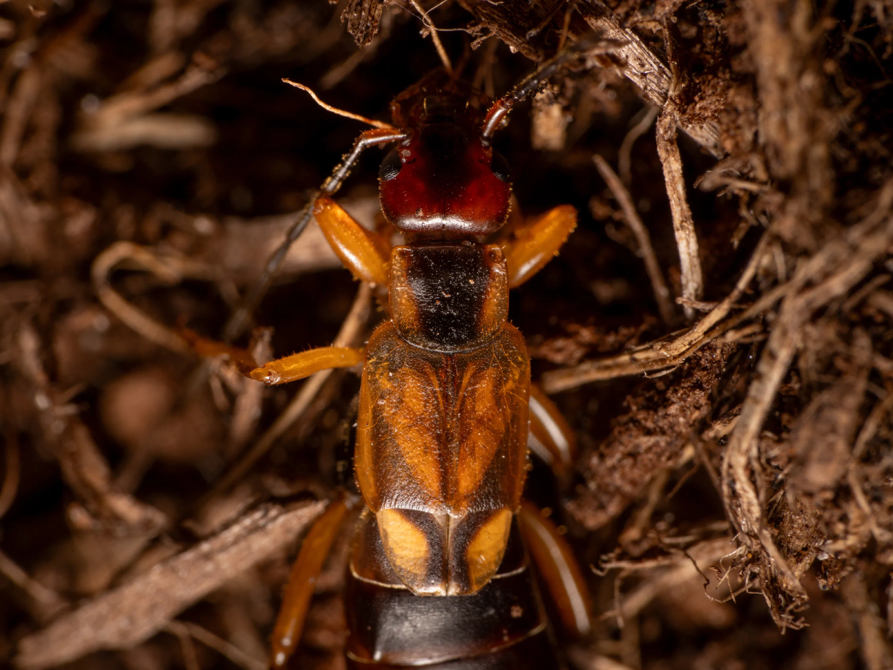 European Earwig