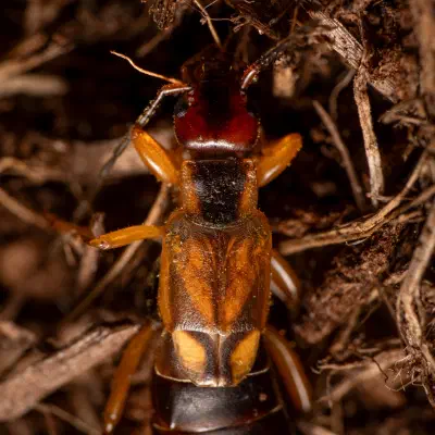 European Earwig