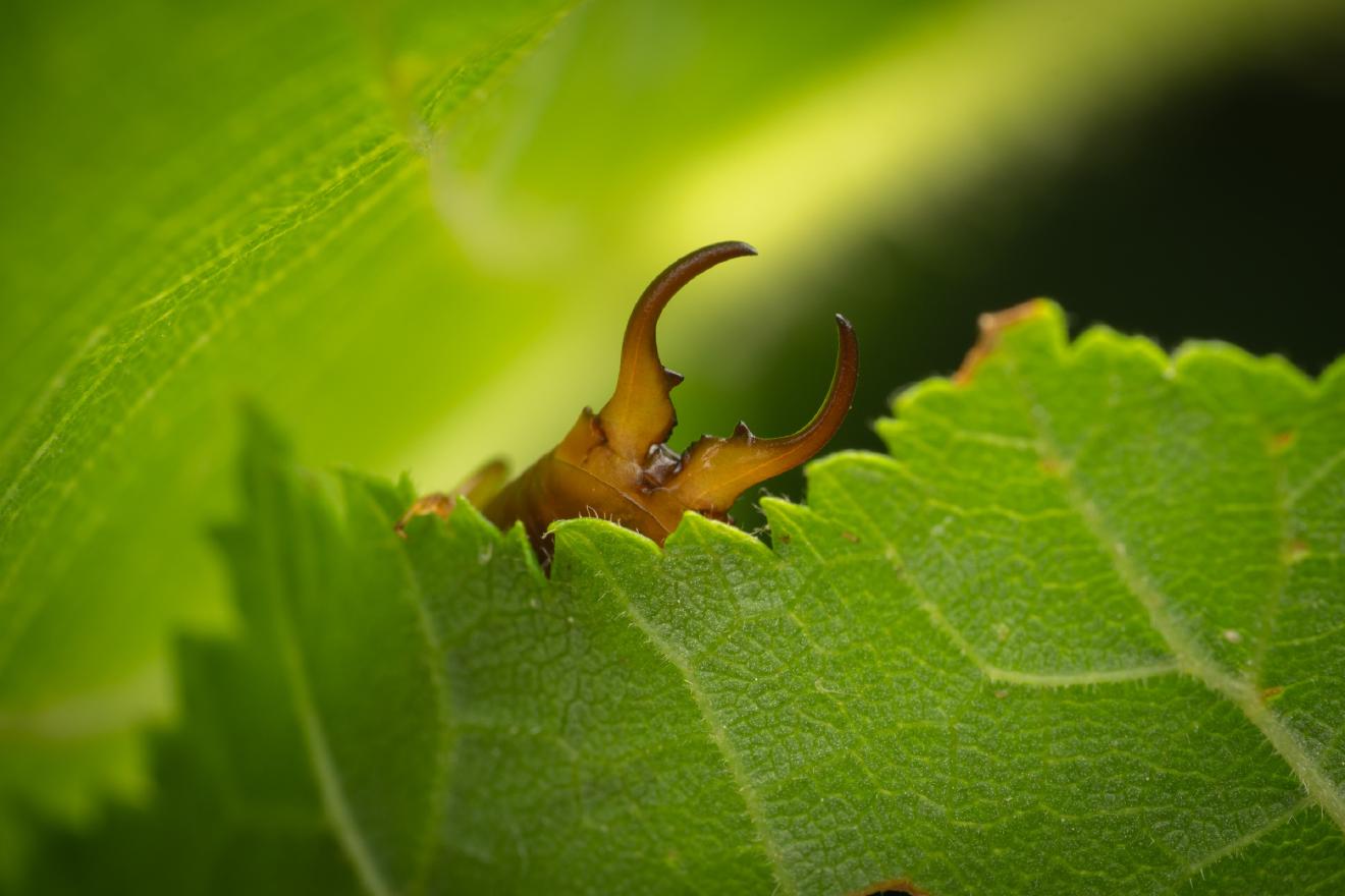 European Earwig – No. 4