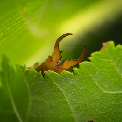 European Earwig
