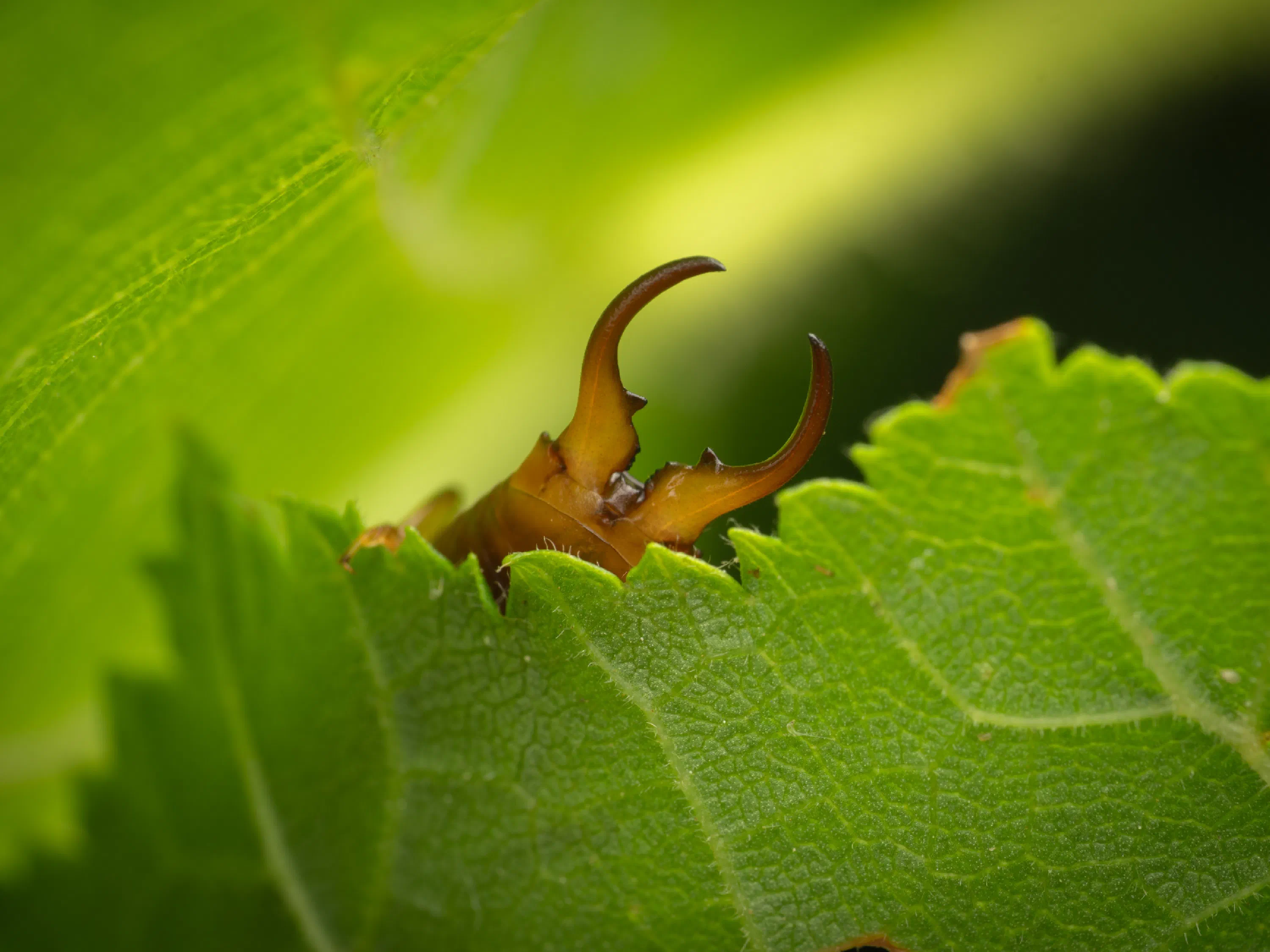 European Earwig