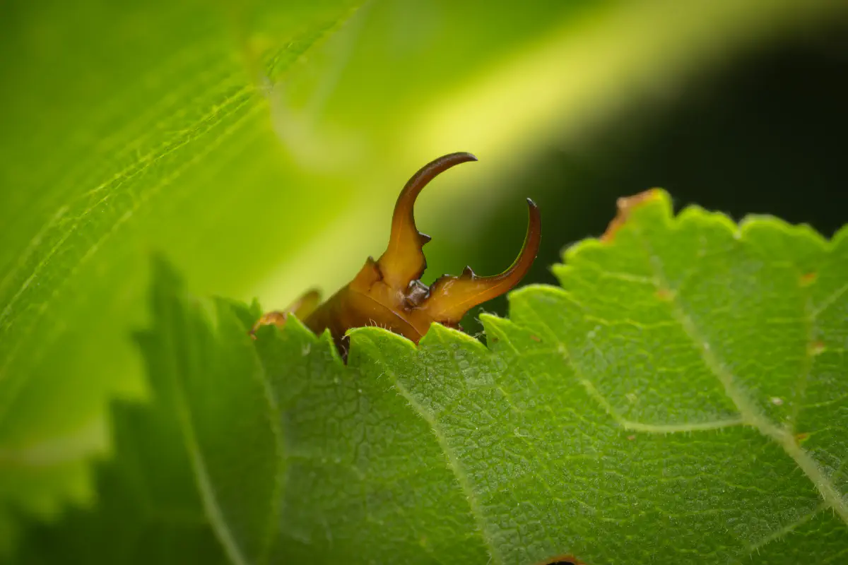 European Earwig – No. 4