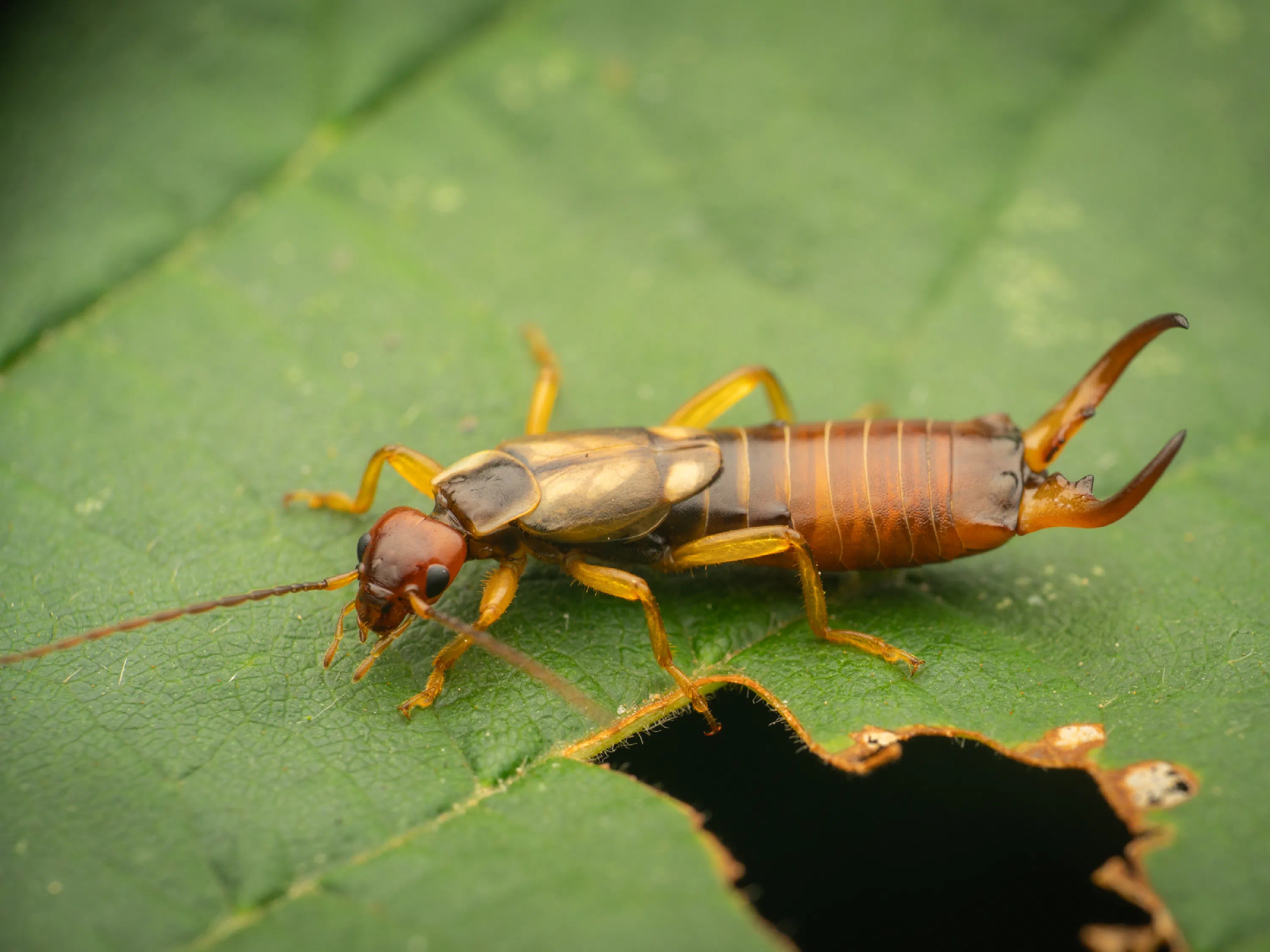 European Earwig