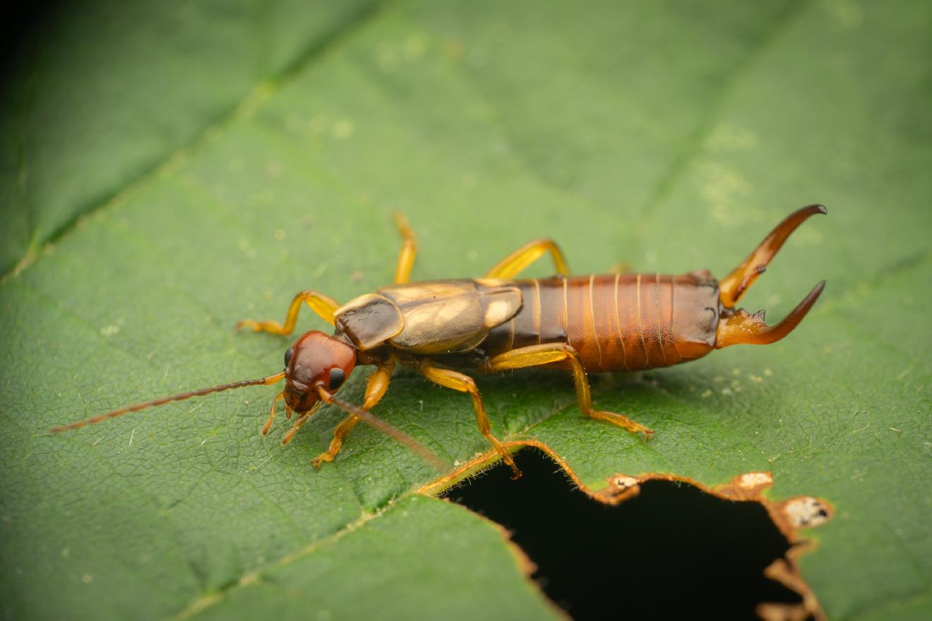 European Earwig – No. 5