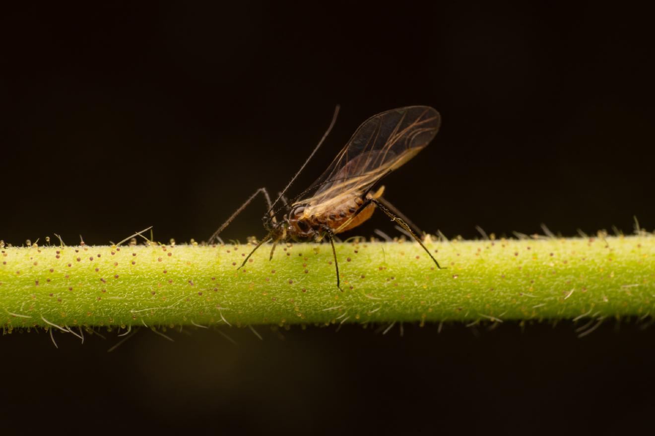 Rose Aphid – No. 1