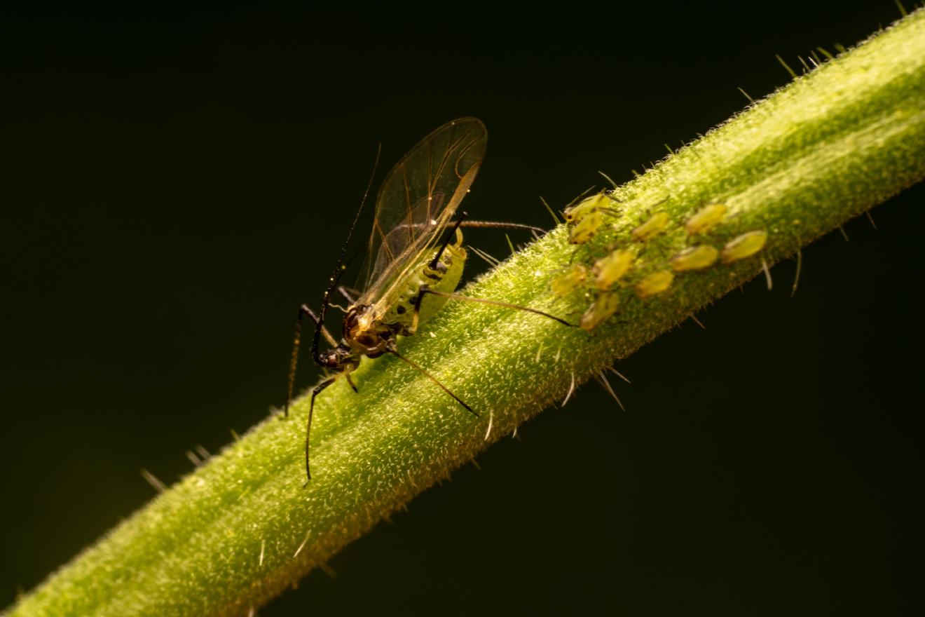 Rose Aphid – No. 4