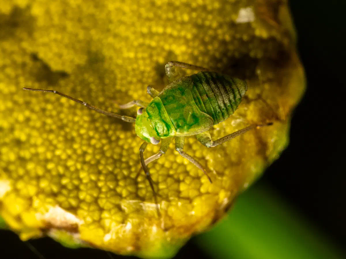 Puceron vert du pois