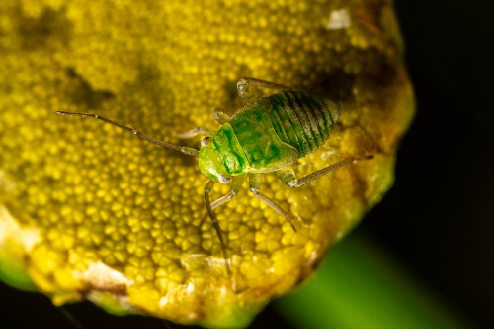 June 25, 2024 – Issue No. 312
– Issue No. 312: “Pea Aphid“ Pea Aphid