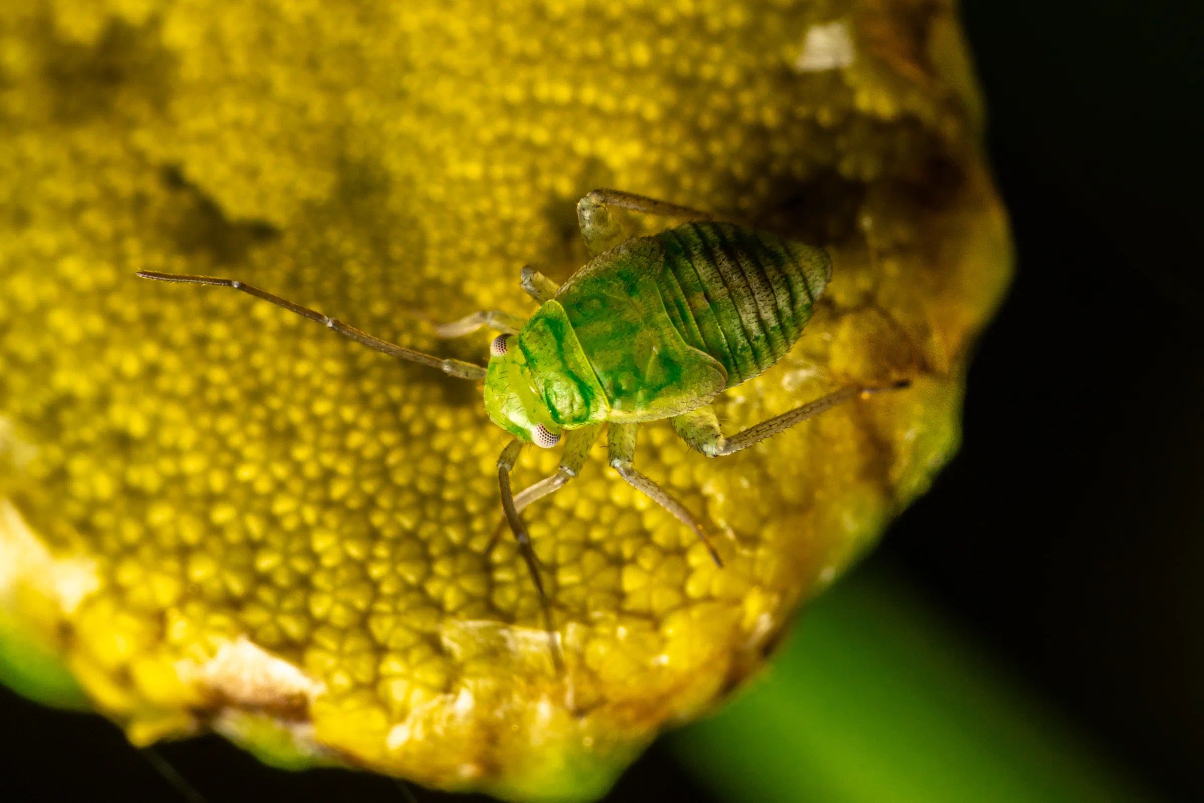 Acyrthosiphon pisum