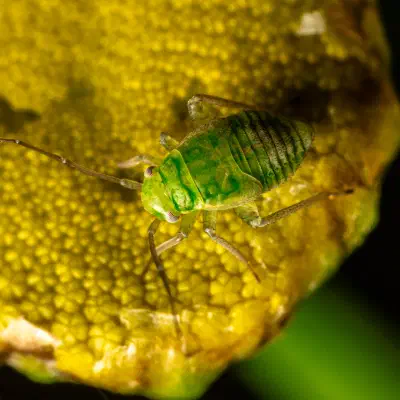 Puceron vert du pois