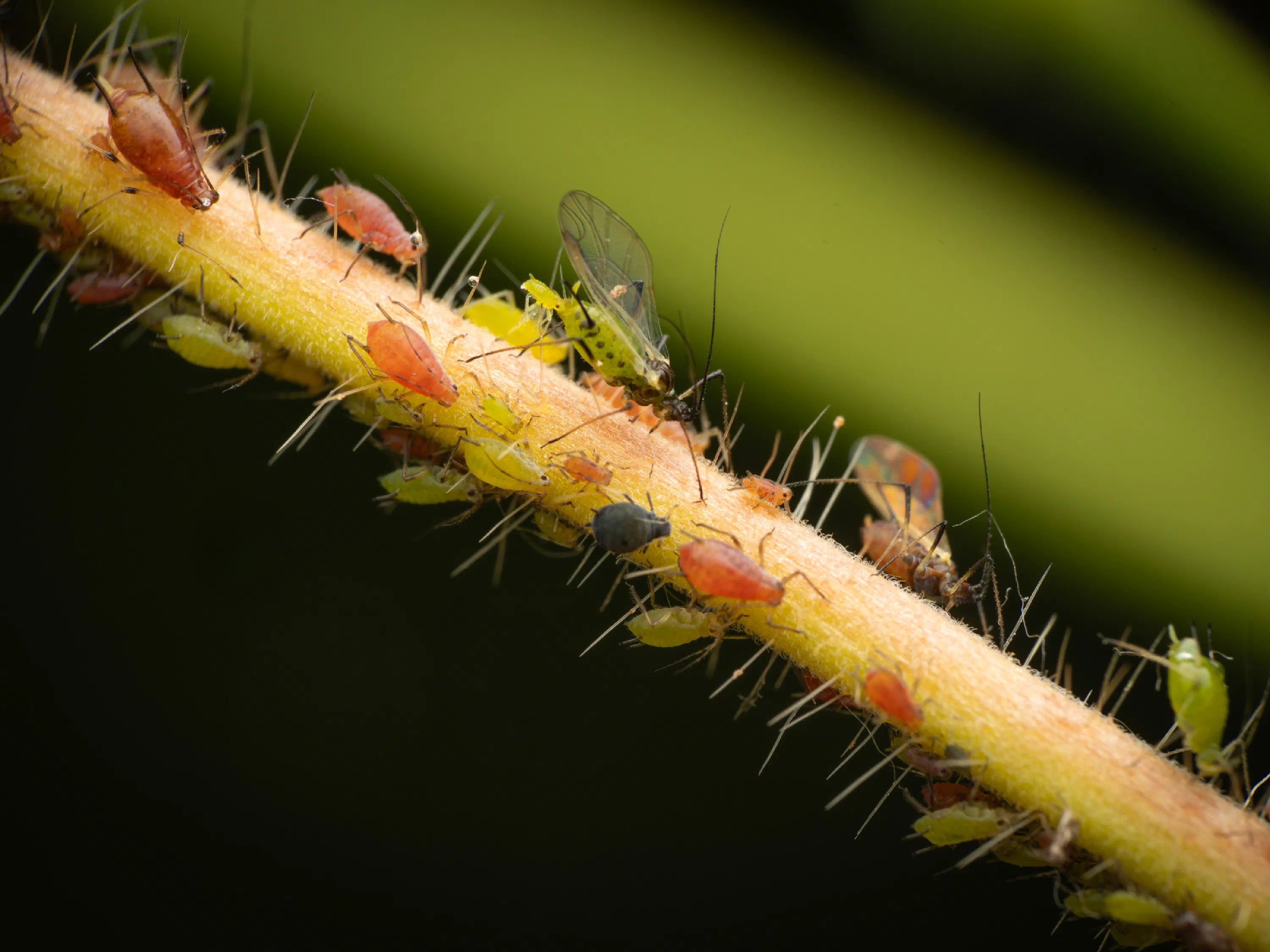 Rose Aphid