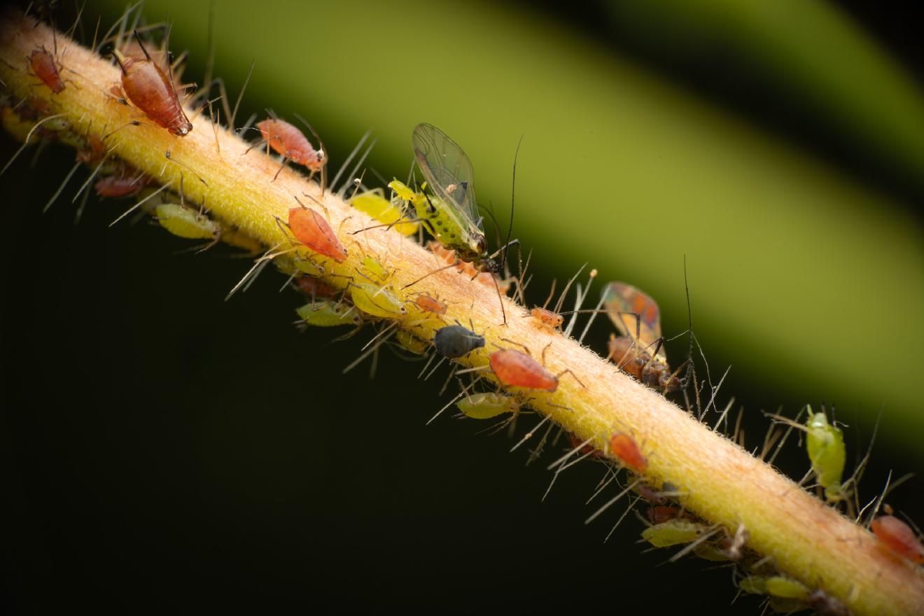 Rose Aphid – No. 1