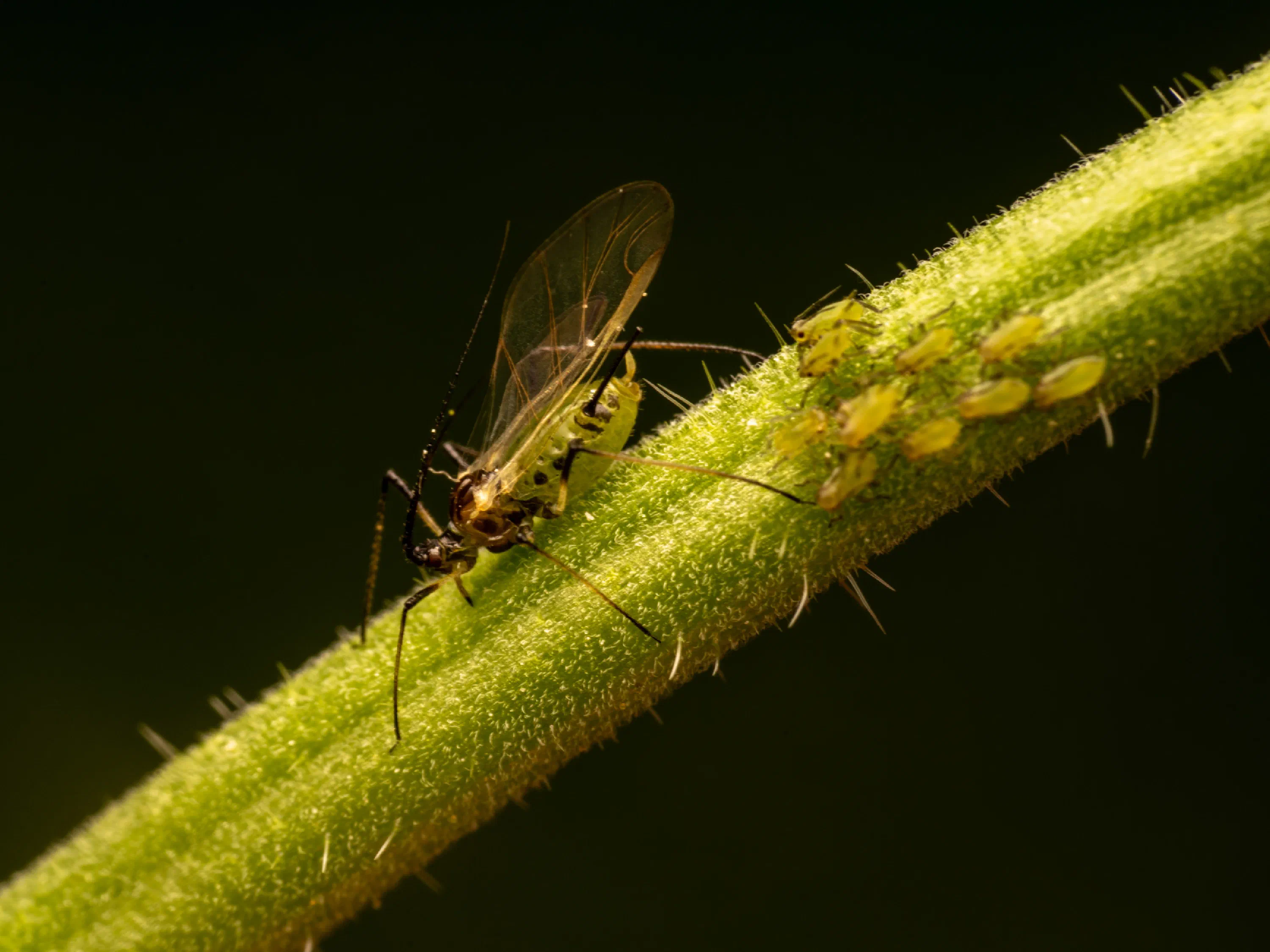 Rose Aphid