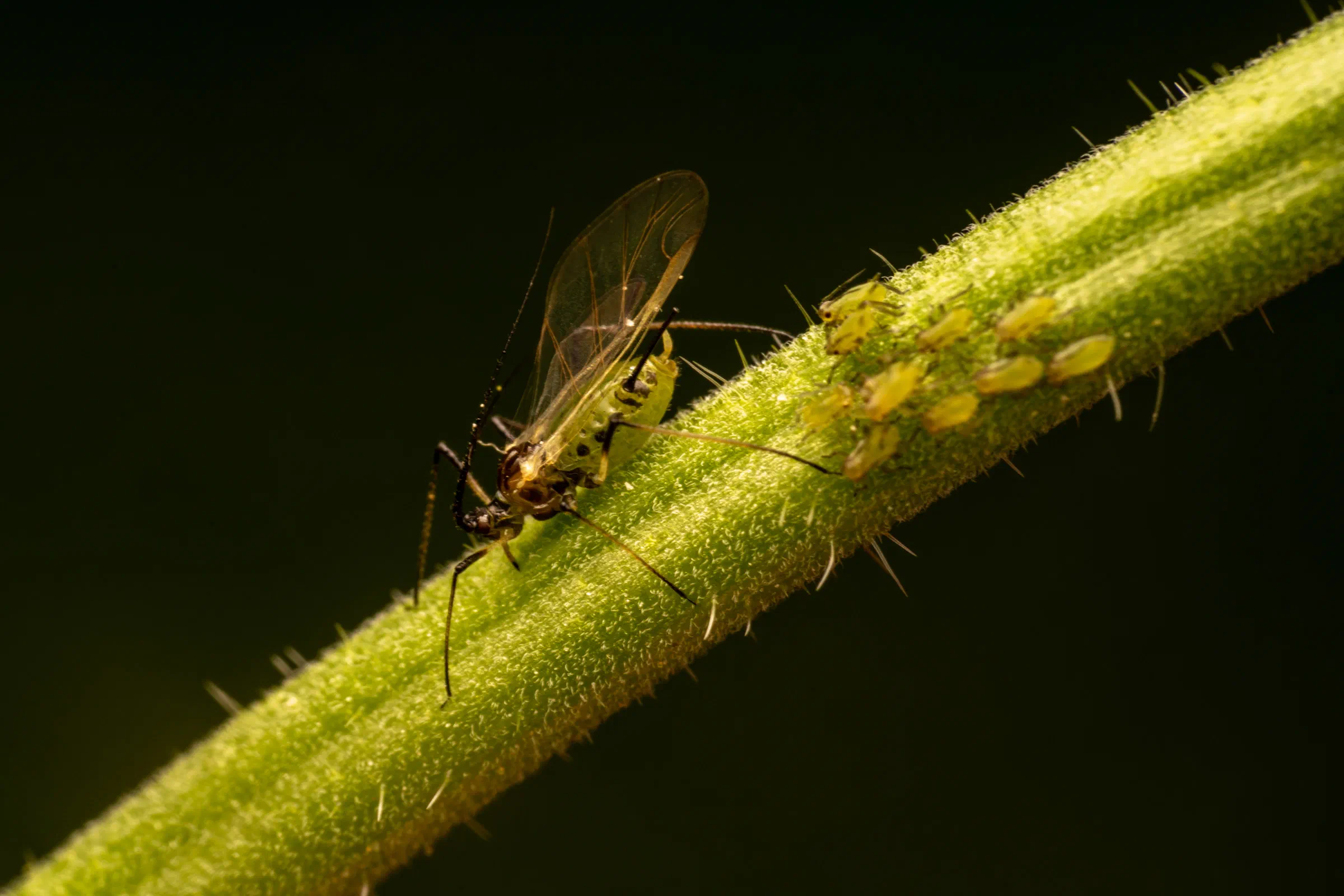 Rose Aphid