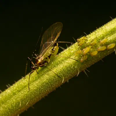 Rose Aphid