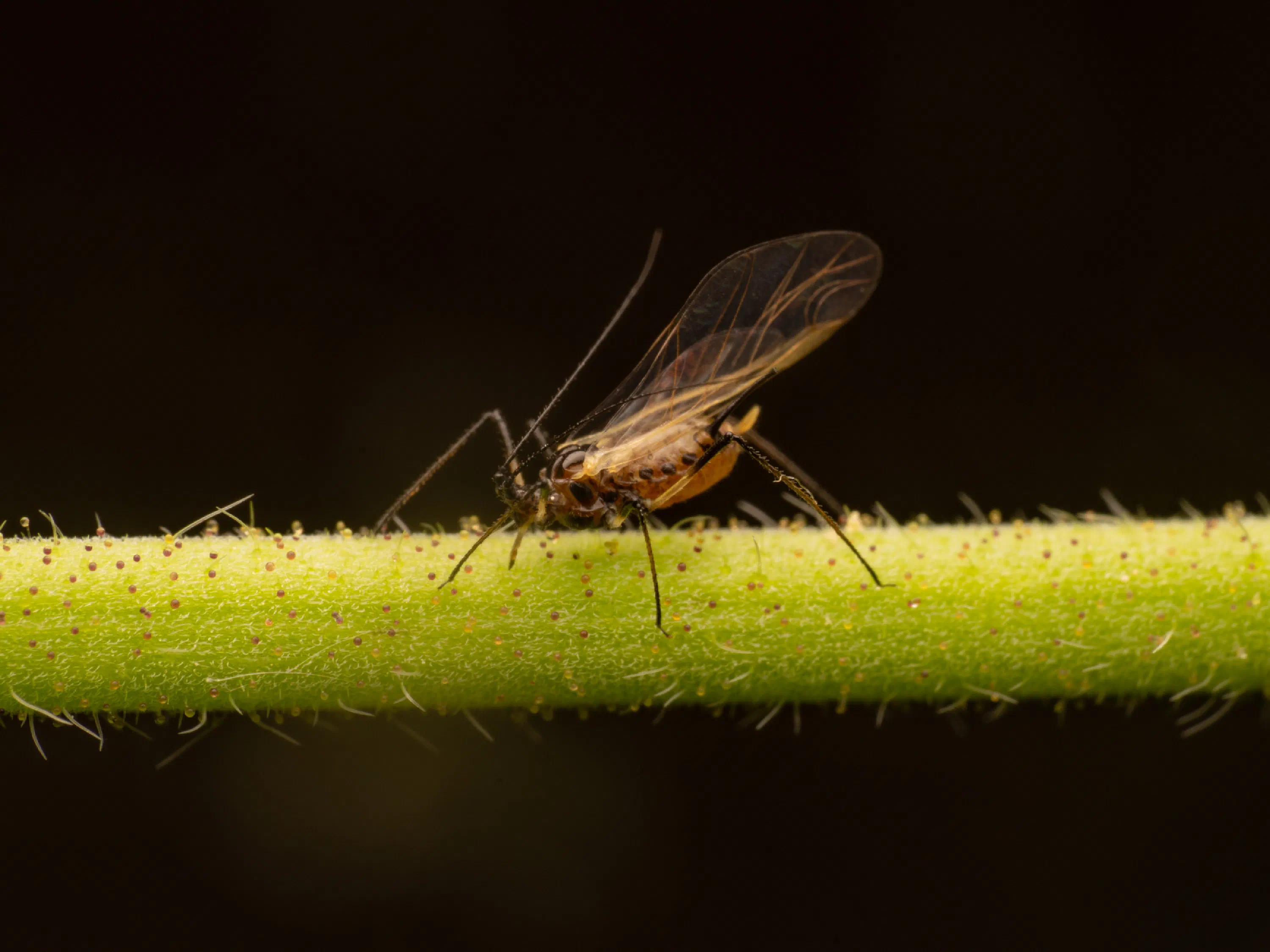 Rose Aphid