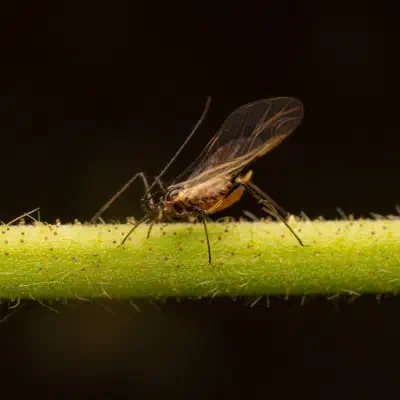 Rose Aphid