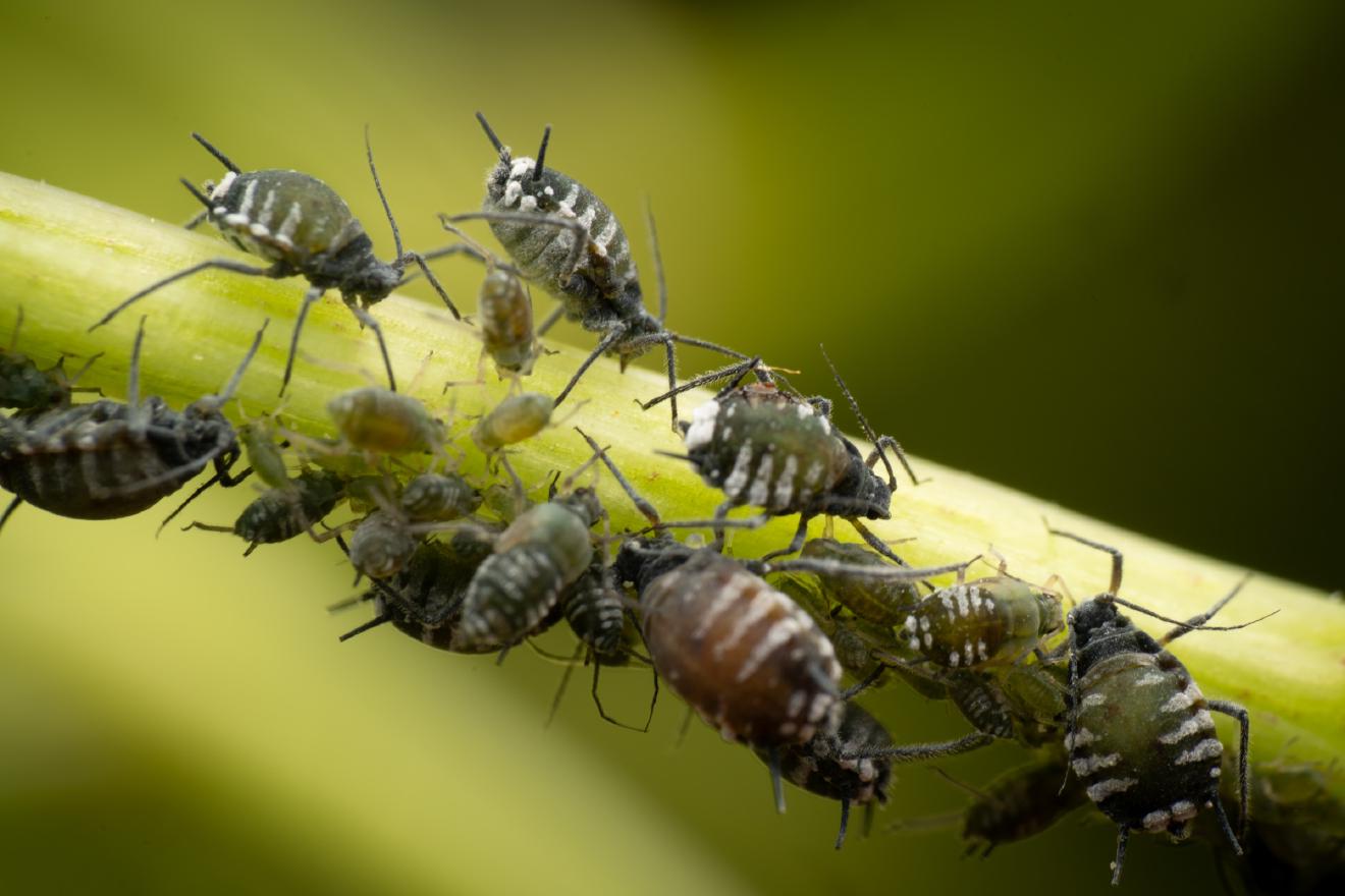 Elder Aphid – No. 1