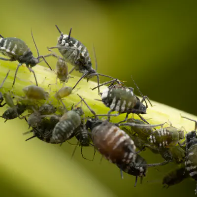 Elder Aphid