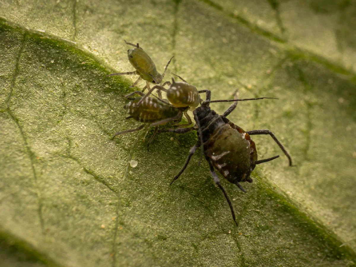 Elder Aphid