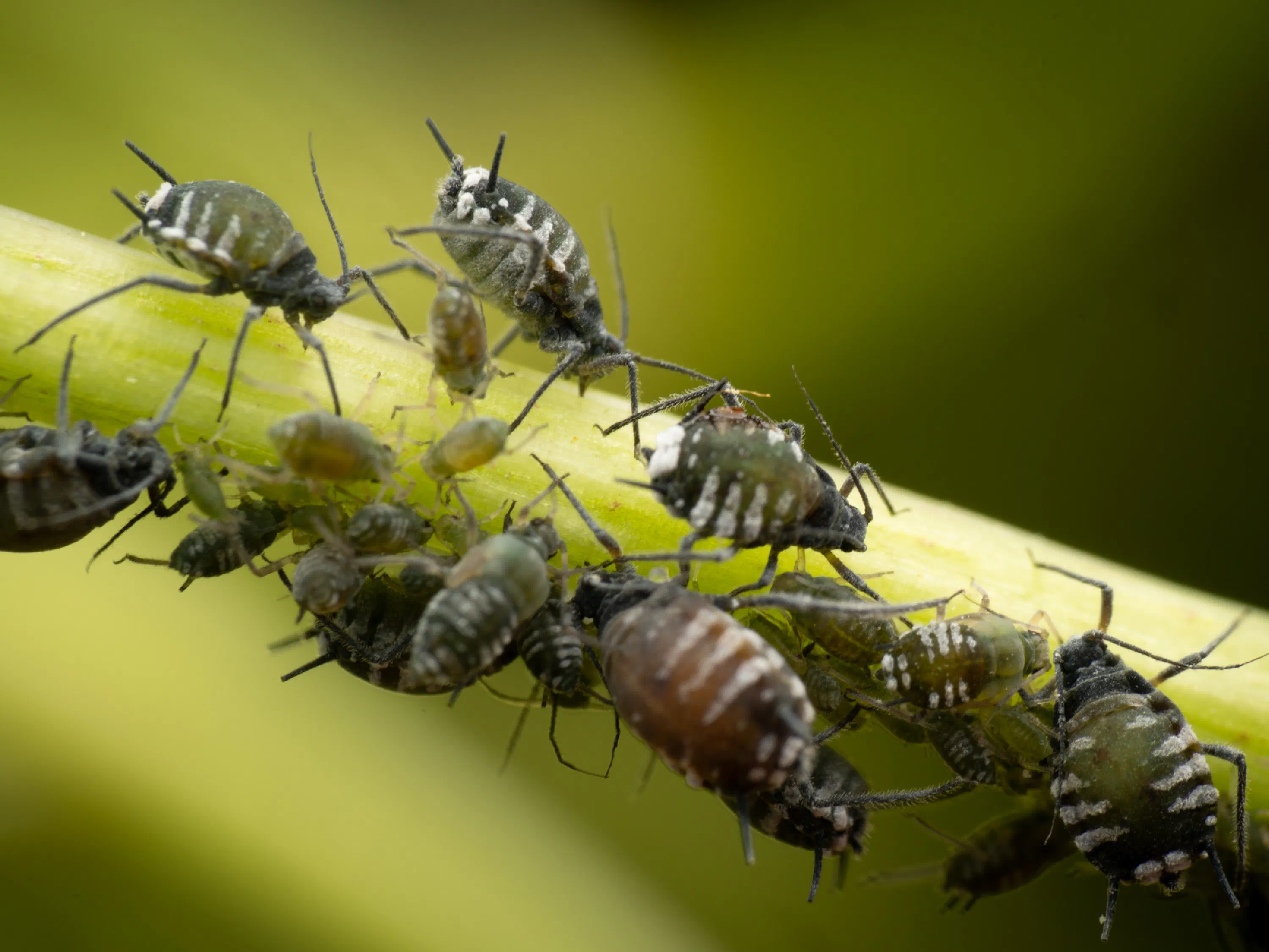 Elder Aphid